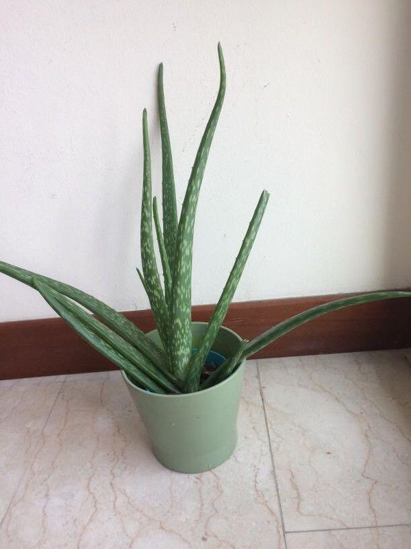 Platone Aloe Vera Plant  (Hybrid, Pack of 1)