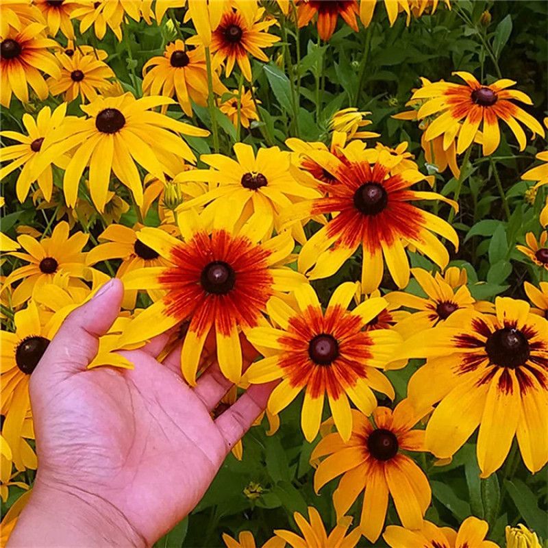 CYBEXIS Chrysanthemum Seeds,yellow Rare Exotic Flower Seeds Seed  (25 per packet)