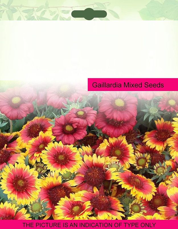 CYBEXIS Imported Gaillardia Seeds Seed  (50 per packet)