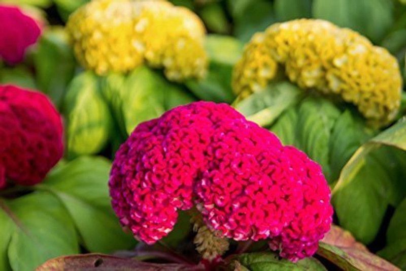 KANAYA Cockscomb Hybrid Flower Seed  (130 per packet)