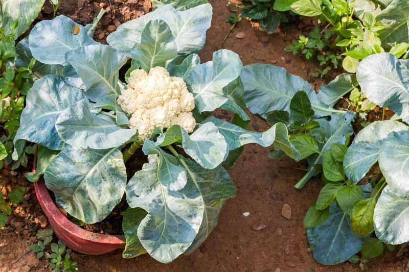 FERNSFLY Vegetables Seeds Cauliflower White Home and Garden seeds Pack for Gardening Seed  (70 per packet)