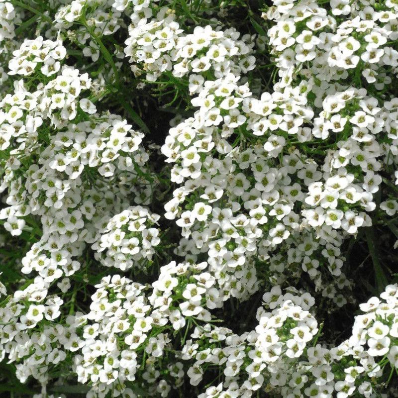 CYBEXIS (Alyssum maritimum, Sweet Alison, Sweet Alyssum) Seed  (50 per packet)