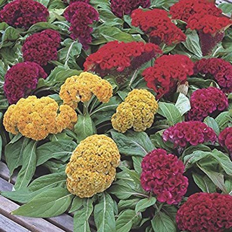 XOLDA Cockscomb mix Seed  (91 per packet)
