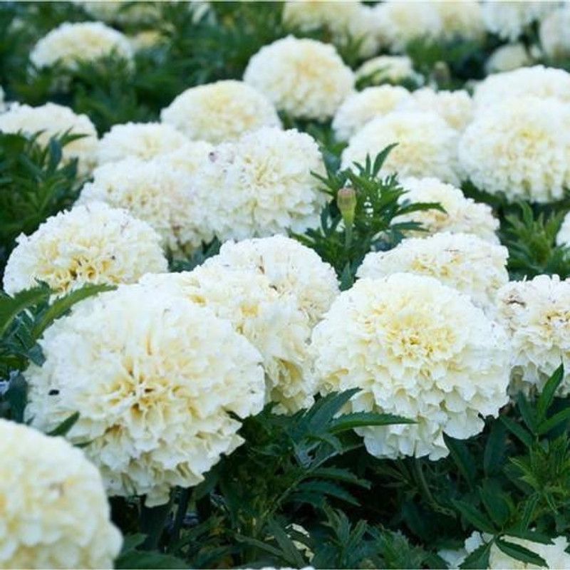 XOLDA MariGold White Flower Seed  (12 per packet)
