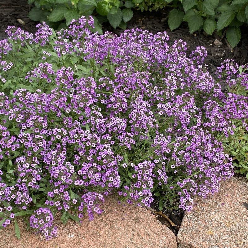 KANAYA Alyssum Yellow Flower Seed  (48 per packet)