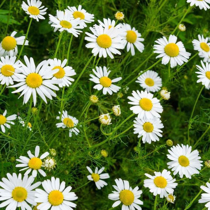 Nodoc German chamomile flower Seed  (16 per packet)