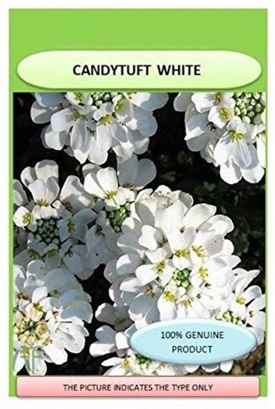VibeX VHS CANDYTUFT (Perennial) Snowflake Seeds Seed  (15 per packet)