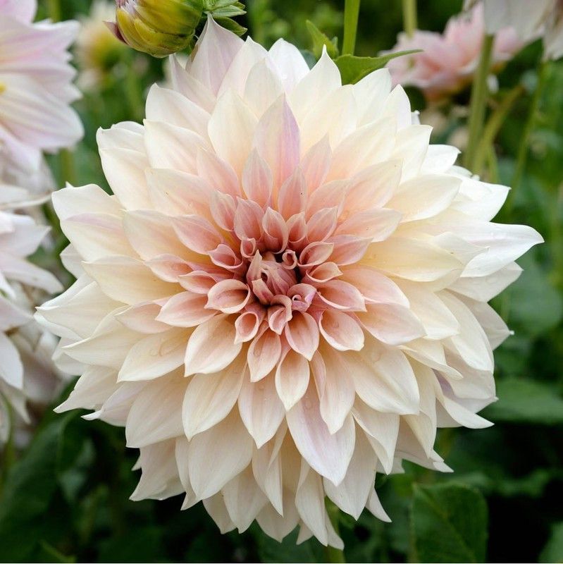 FERNSFLY® Dahlia Seed  (4 per packet)