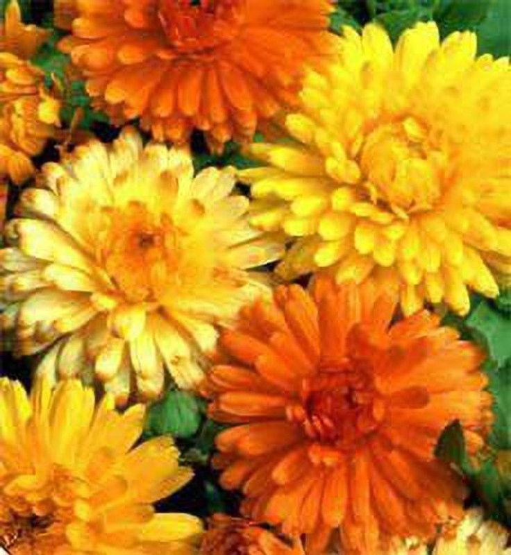CYBEXIS Rare calendula flowering seeds Seed  (1 g)