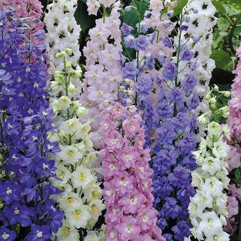 XOLDA Larkspur Flower Seed  (45 per packet)