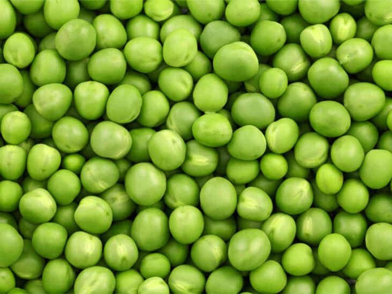 XOLDA Green peas plant Seed  (25 per packet)