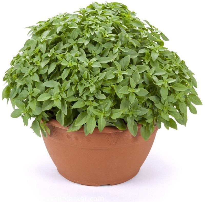VibeX ® XXL-9 Basil Greek Minette Seeds Seed  (1000 per packet)