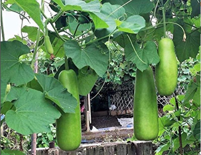 UGRA Long Opo Gourd Seeds; Bottle Gourd Seed  (120 per packet)