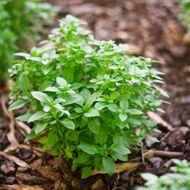 VibeX ® VMR-39 Spicy Globe Basil Seeds Seed  (1000 per packet)