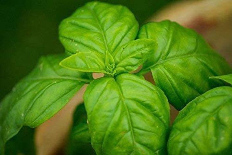 VibeX ® VLR-7 Sweet Basil Genovese Seed  (1000 per packet)
