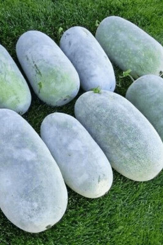 PLANTZON AshGourd/Peta Seed  (45 per packet)