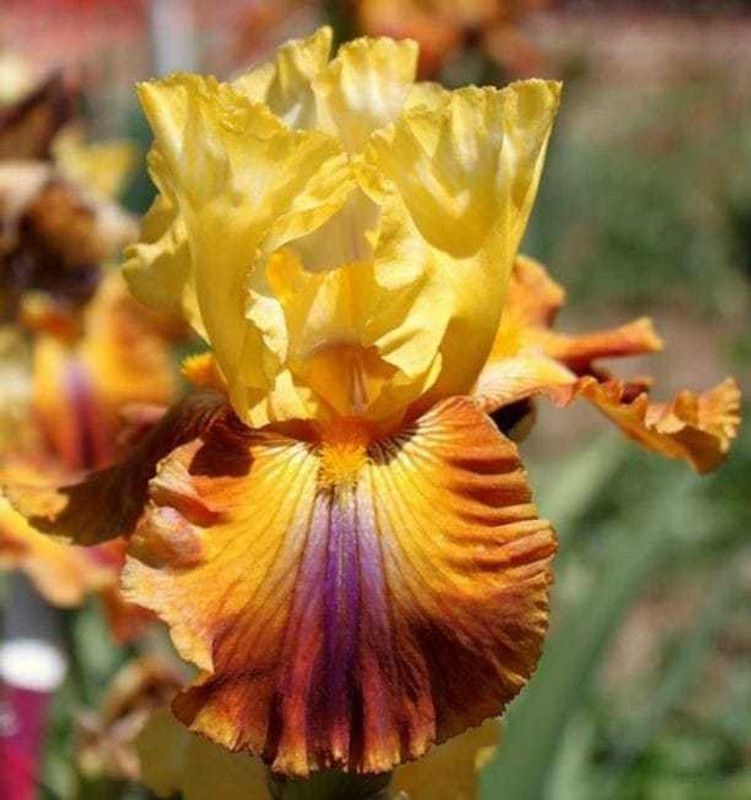SIDDHI VINAYAK GALLERY Imported Variety Iris white purple flower bulbs color Exotic Beautiful flower bulbs all season for home gardening Seed  (6 per packet)