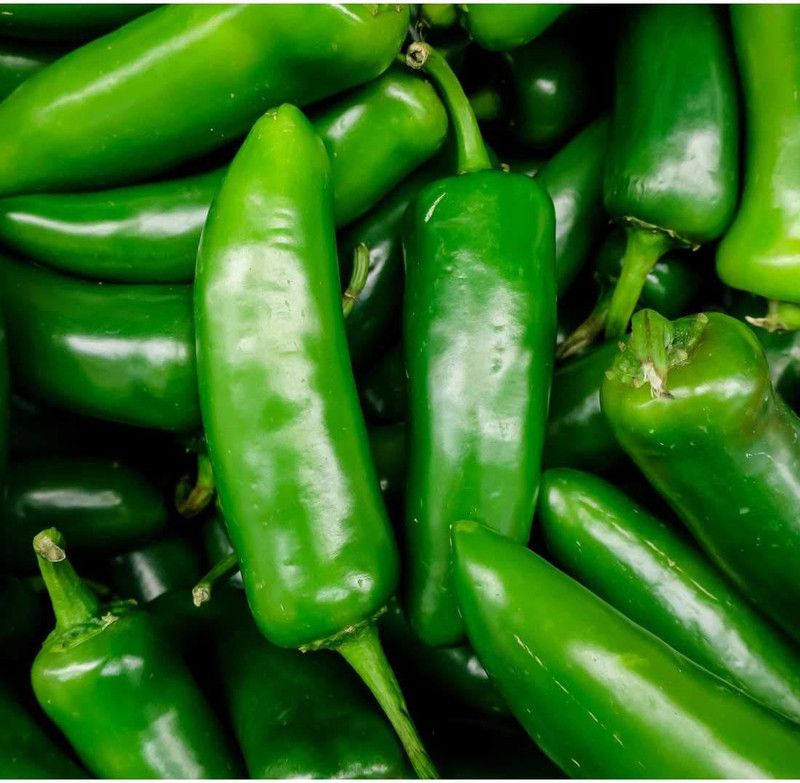 XOLDA Chilli F1 Vasuda (moti mirch) Seed  (40 per packet)