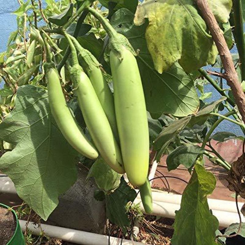 KANAYA Brinjal Green Long Seed  (160 per packet)