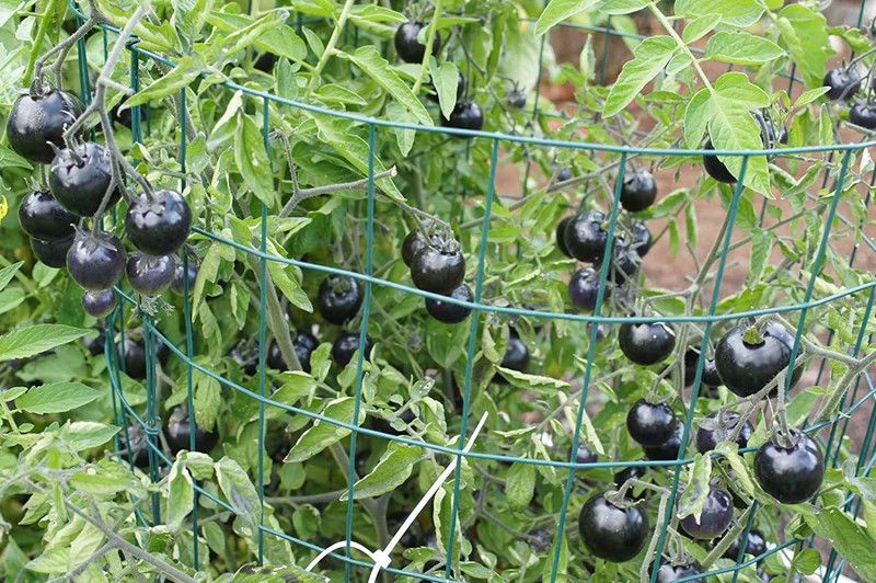 KANAYA Black Tomato F1 Hybrid Heirloom Vegetable Home/Garden Seed  (275 per packet)