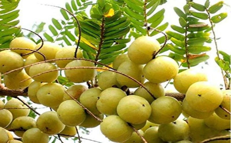 minatigreenhouse Amla Plant  (Hybrid, Pack of 1)