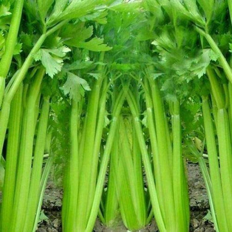 VibeX LX-30 - Tall Utah Celery - (2250 Seeds) Seed  (2250 per packet)
