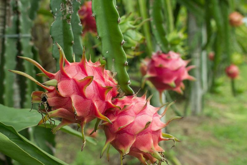 Mozette Hybrid Dragon fruit Seed  (67 per packet)