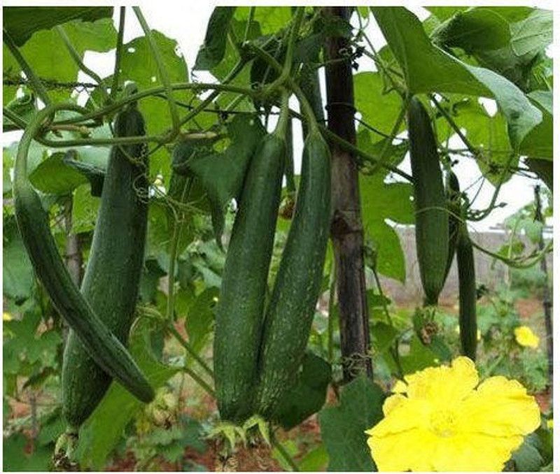 UGRA Sponge Gourd Seed  (60 per packet)