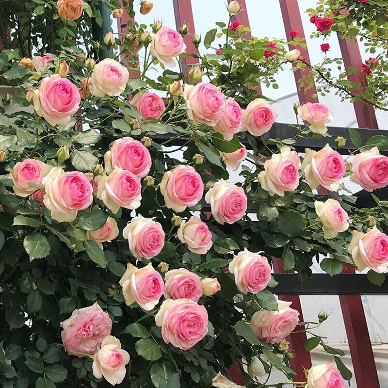 VibeX VXI-87 - Pink Climbing Rose Vine - (300 Seeds) Seed  (300 per packet)