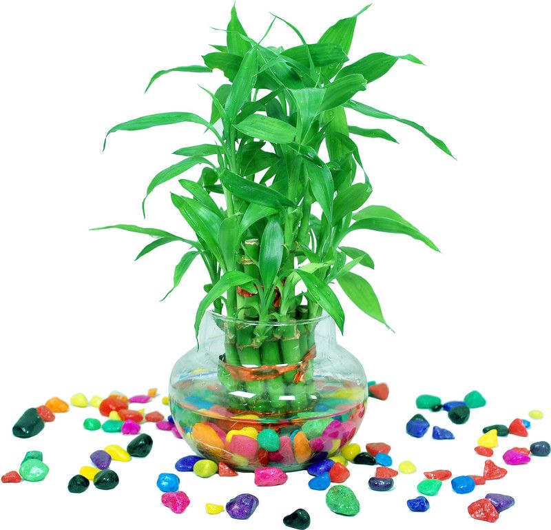 PEDPOUDHE Two Layer Bamboo Plant  (Pack of 1)