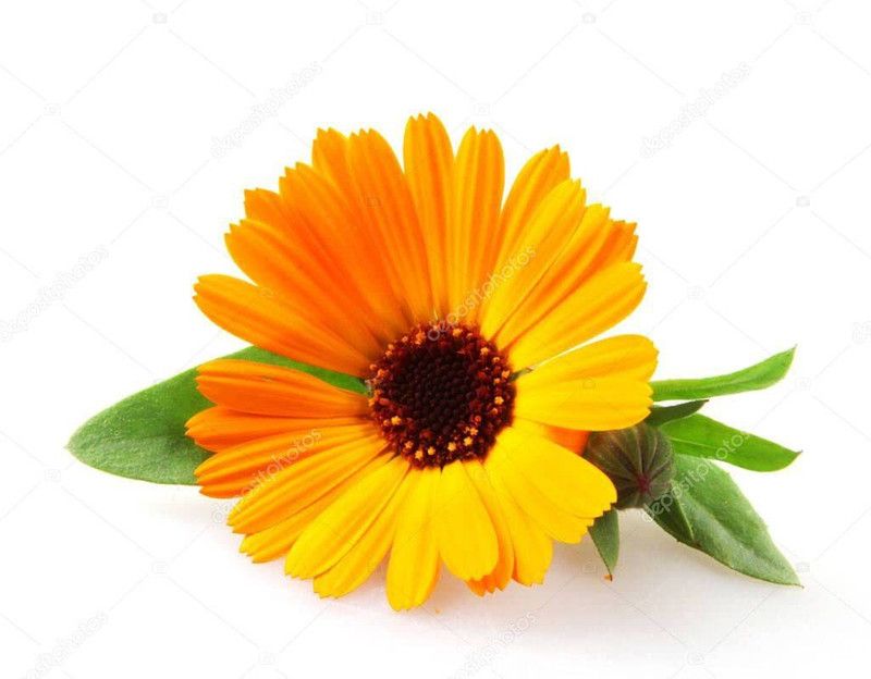 KANAYA Calendula Mix Seed  (50 per packet)