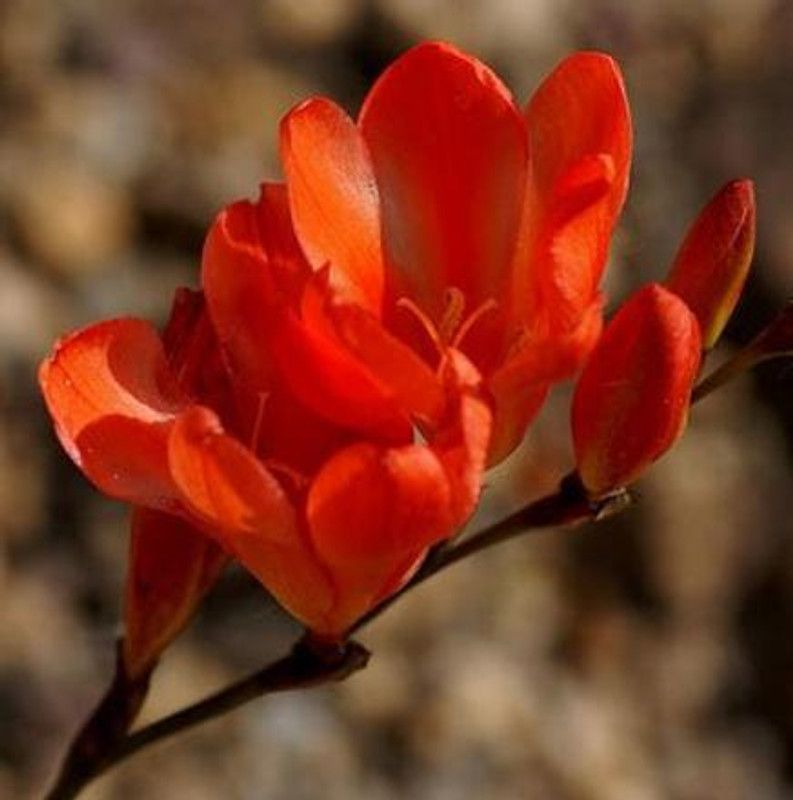 Fair Nursery Plant Mogra Flowering Plant  (Hybrid, Pack of 1)