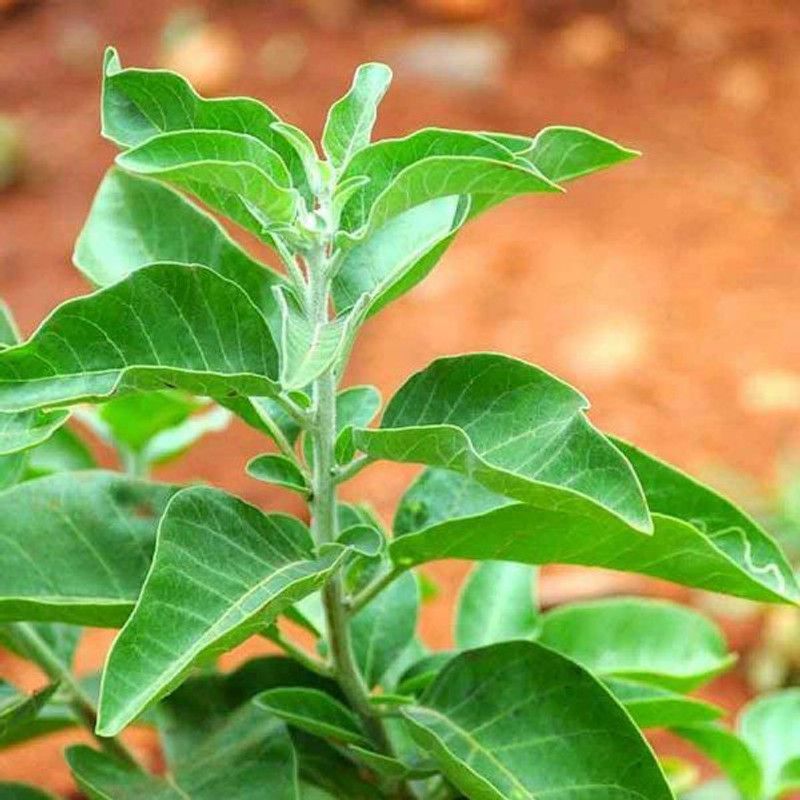 Mozette Organic Ashwagandha Herb Seed  (46 per packet)