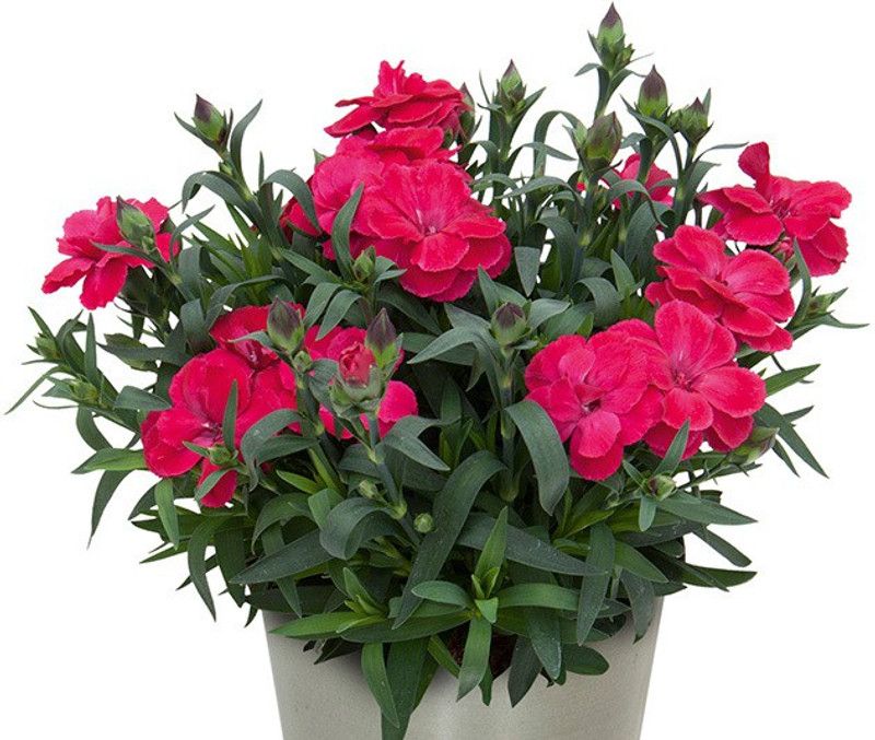 NurseryNature Carnation Plant  (Hybrid, Pack of 1)