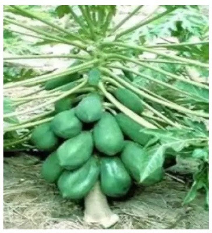 gorgeous moment papaya Seed  (15 per packet)