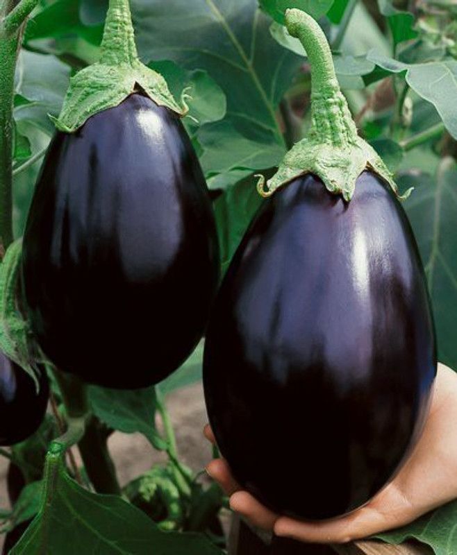 VibeX NDIR-17 - Brinjal Big Gajraj / Eggplant - (450 Seeds) Seed  (450 per packet)