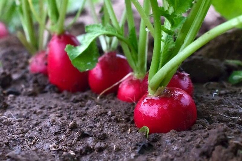 XOLDA Red round Radish Seed  (36 per packet)