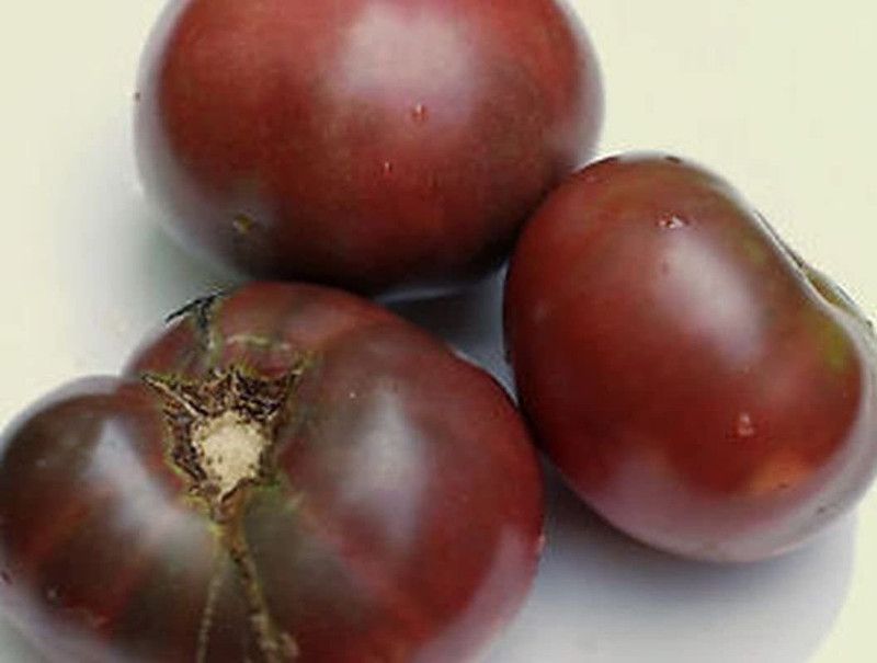 WILLVINE KGF -870 Black Carbon Tomato Seeds Seed  (200 per packet)