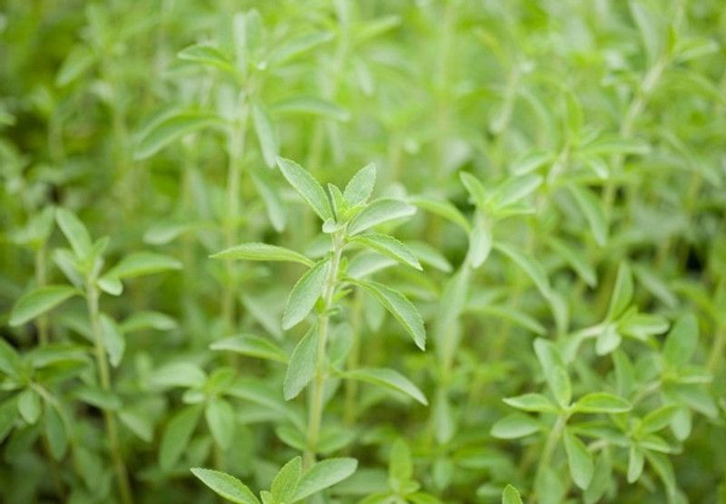 Mozette Stevia Sweet Leaves Seed  (12 per packet)