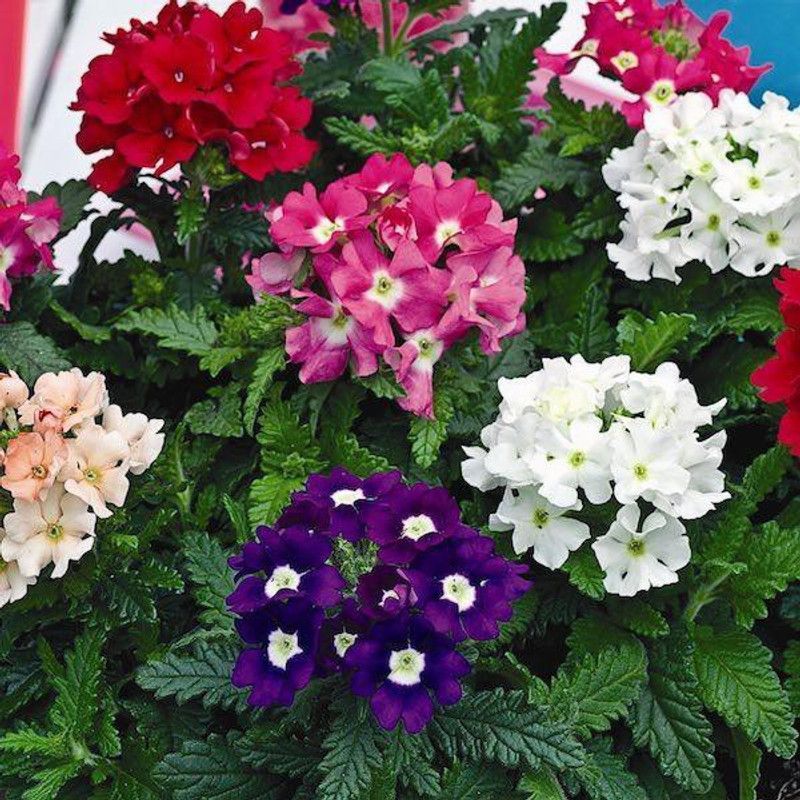 OMOM Verbena Mixed Seed  (100 per packet)