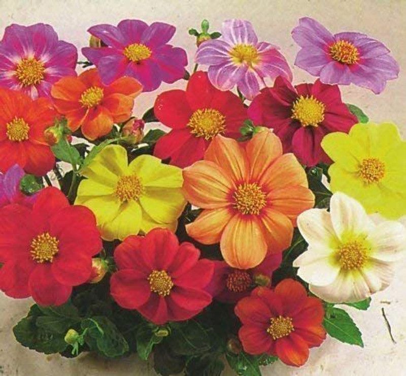 VibeX Dahlia Flower Seed  (10 per packet)