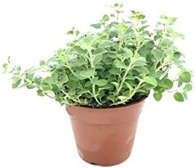 Mozette Marjoram Seed  (32 per packet)
