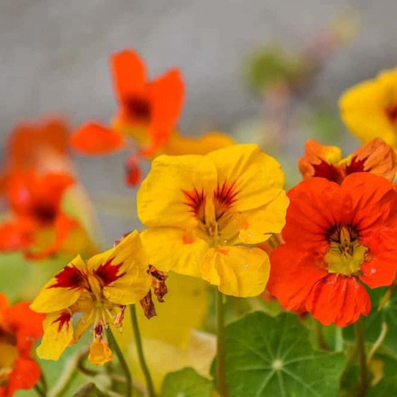 CYBEXIS F1 Hybrid Nasturtium Seeds Seed  (1 g)