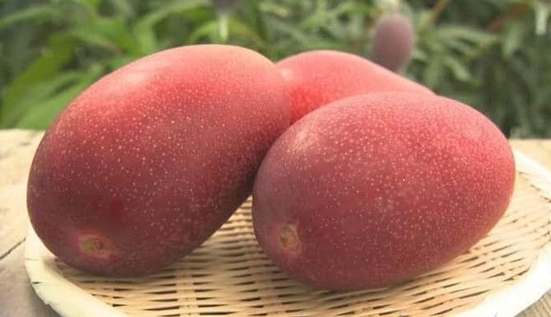 KRISHNA Mango Plant  (Hybrid, Pack of 1)