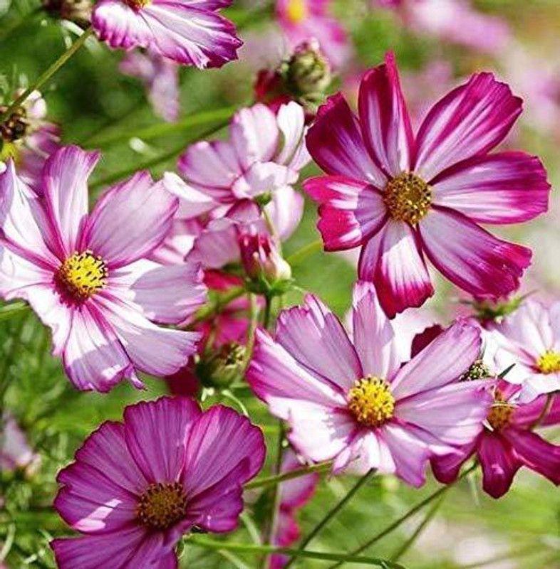 CYBEXIS Cosmos Seeds PICOTEE mix of flowers Pink Flower Seeds Seed  (25 per packet)