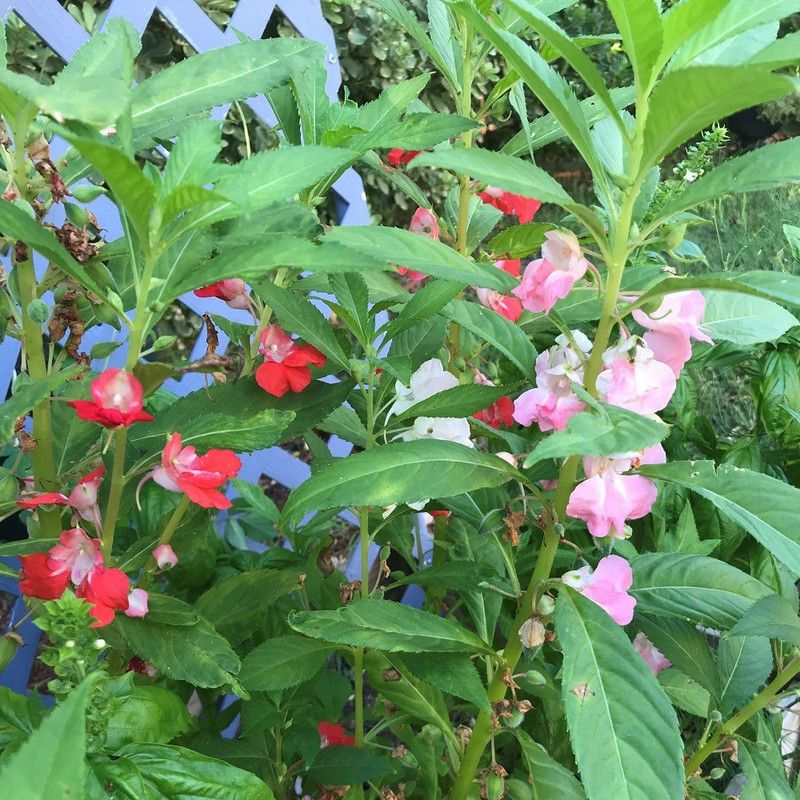 CYBEXIS Balsam Flower GMO-Free Seeds Seed  (1 g)