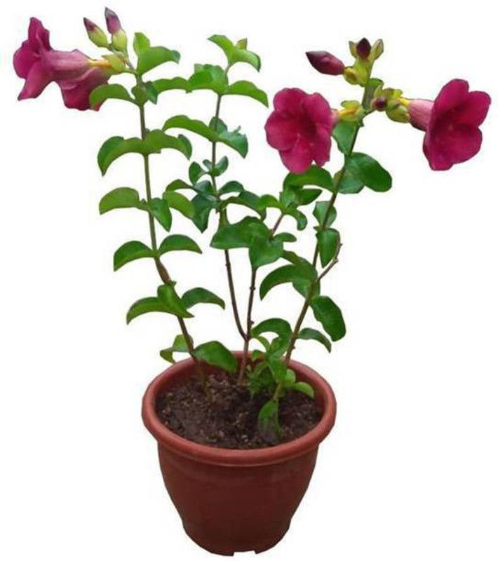 Starlink Madhumalti/Rangoon Creeper  (Pack of 1)