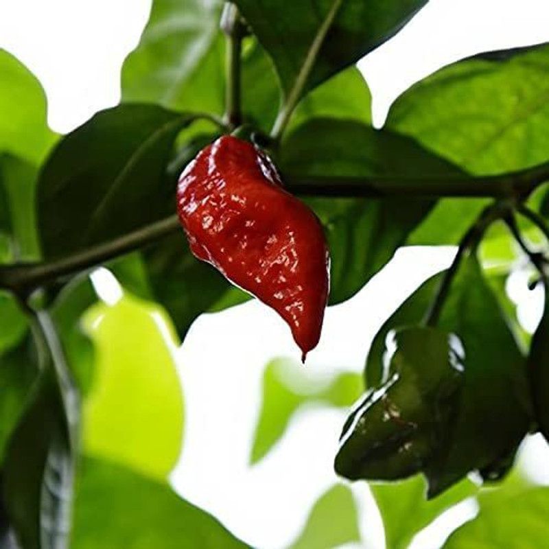 WILLVINE VXI-876 Jigsaw Pepper Chilli Seeds Seed  (200 per packet)
