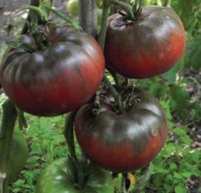 KANAYA Black Tomato F1 Hybrid Heirloom Vegetable Home/Garden Seed  (900 per packet)