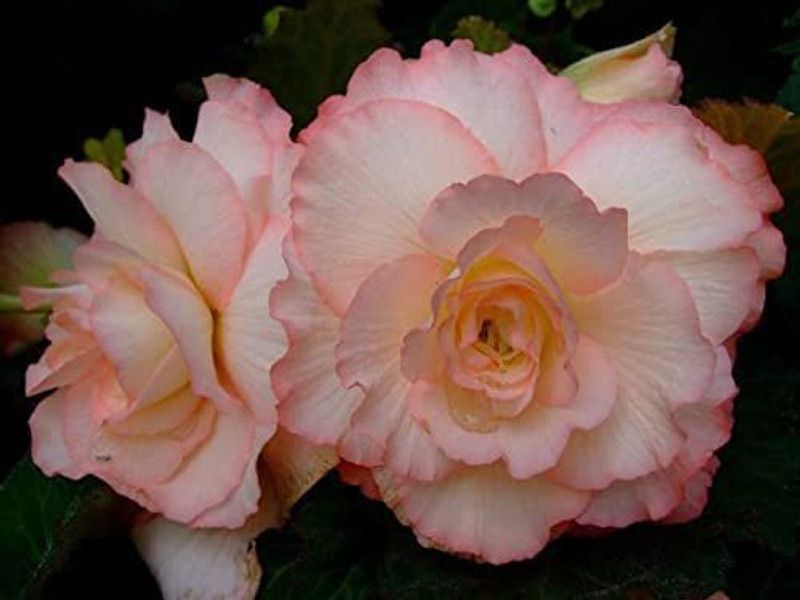 CYBEXIS Imporetd Begonia Double Flowers Seeds Seed  (25 per packet)